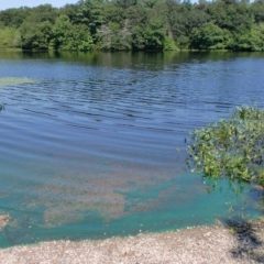 Dog Owners Beware: Toxic Blue-Green Algae Found In 7 Rhode Island Waterbodies