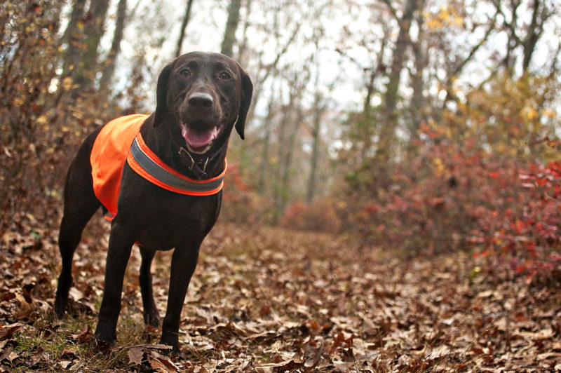 Tips to Enjoy the Outdoors During Hunting Season in RI. The Animal