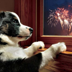 Tips for Surviving Fireworks Season with Your Dog!